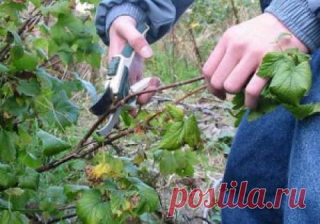 Белая смородина — размножение своими руками