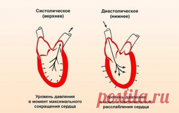 За что отвечает и что означает «нижнее» артериальное давление у человека?