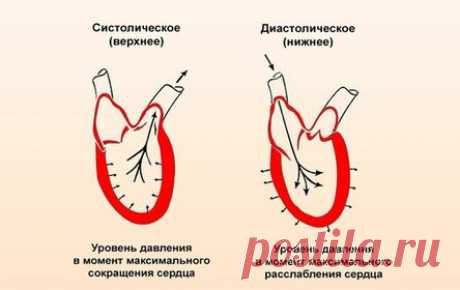 За что отвечает и что означает «нижнее» артериальное давление у человека?