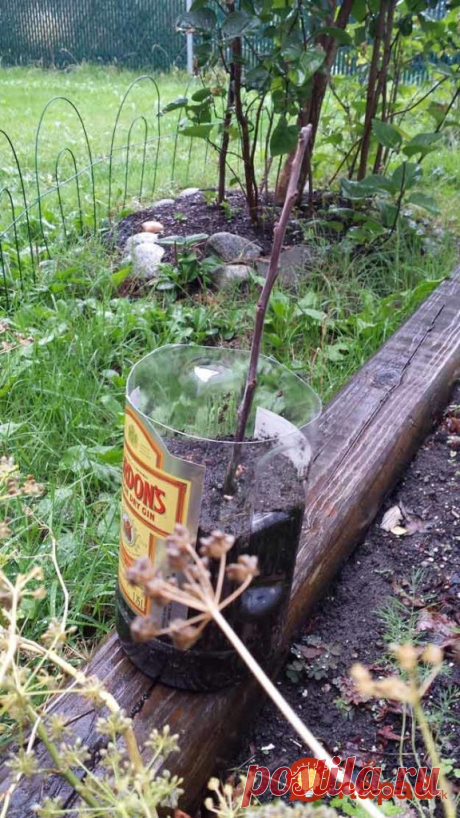 Tento nápad som odkukal od suseda a funguje výborne: Ak chcete ovocné stromčeky úplne zadarmo, vyskúšajte to aj vy!