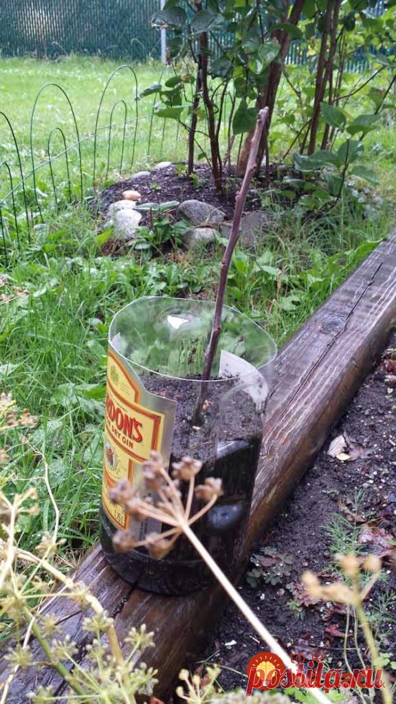 Tento nápad som odkukal od suseda a funguje výborne: Ak chcete ovocné stromčeky úplne zadarmo, vyskúšajte to aj vy!