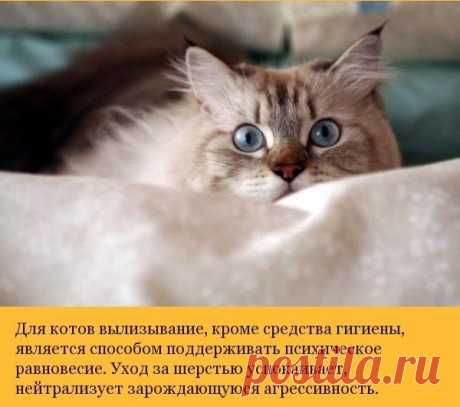 Про котов.