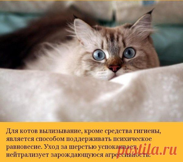 Про котов.