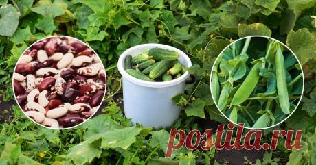 Волшебная культура, что поможет в 3 раза увеличить урожайность огурцов Как создать наиболее комфортные условия для роста растений.