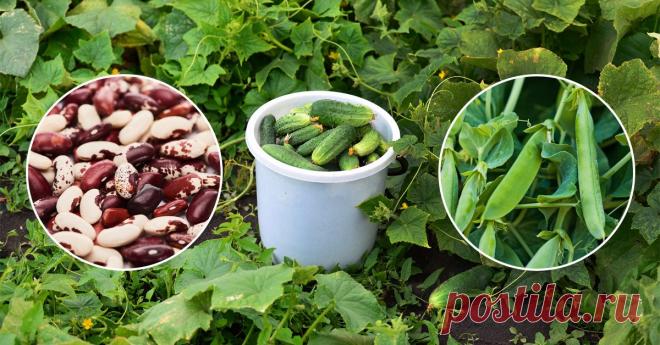 Волшебная культура, что поможет в 3 раза увеличить урожайность огурцов Как создать наиболее комфортные условия для роста растений.