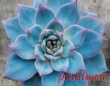 Суккулент Эхеверия изящная (Echeveria elegans) по праву считается одним из самых красивых и узнаваемых видов рода Эхеверий. Это идеальный выбор, если вы хотите вырастить комнатное растение с эффектной и привлекательной листвой без необходимости интенсивного ухода за ним. Детально опишем особенности растения и как за ним ухаживать.