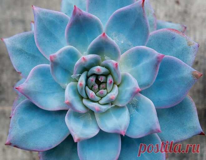Суккулент Эхеверия изящная (Echeveria elegans) по праву считается одним из самых красивых и узнаваемых видов рода Эхеверий. Это идеальный выбор, если вы хотите вырастить комнатное растение с эффектной и привлекательной листвой без необходимости интенсивного ухода за ним. Детально опишем особенности растения и как за ним ухаживать.