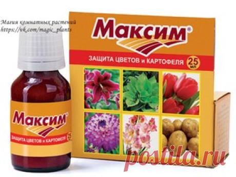 МАКСИМ. ОПИСАНИЕ И ПРИМЕНЕНИЕ 

МАКСИМ®, концентрат суспензии (25г/л флудиоксонила). Фунгицид. 

В комнатном цветоводстве препарат МАКСИМ станет незаменимым помощником любителей клубневых и луковичных растений. Его можно использовать как в профилактических целях, так и в лечебных. Рекомендуется обрабатывать луковицы и клубни комнатных растений перед посадкой, а также перед закладкой на хранение по окончании периода вегетации. 
Показать полностью…