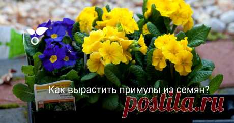 Как вырастить примулы из семян? Для садоводов, которые обожают выращивать собственную рассаду, выращивание примул — не меньше, чем вызов. Вырастить примулы из семян нелегко, причем чаще всего от вас самих ничего не зависит.