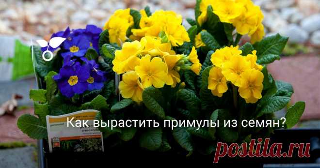 Как вырастить примулы из семян? Для садоводов, которые обожают выращивать собственную рассаду, выращивание примул — не меньше, чем вызов. Вырастить примулы из семян нелегко, причем чаще всего от вас самих ничего не зависит.