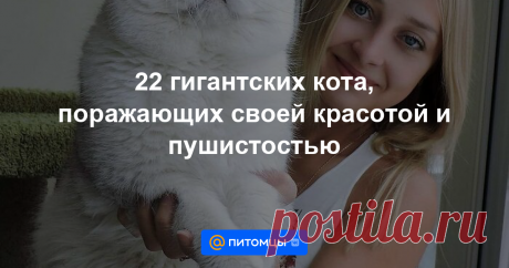 Обычно кошка это не большое животное, но в любом правиле есть исключения. Так и появились гигантские котики. Причины их размеров самые разные: особенность породы, щедрость хозяев на корм или наследственность,...