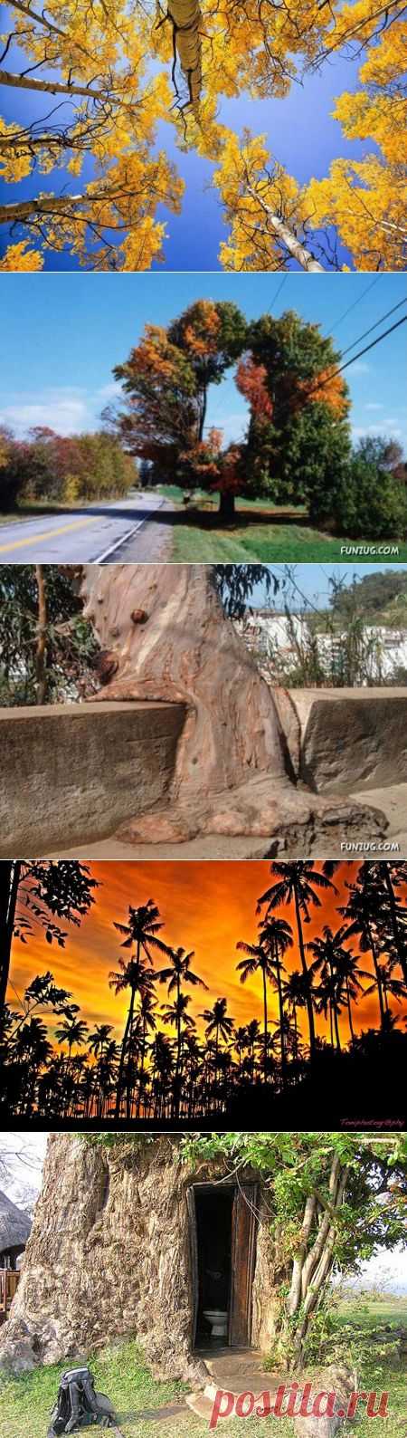 amazing trees | Dusky's Wonders