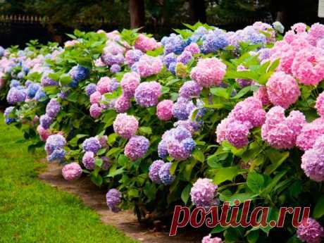 Как вырастить гортензию.