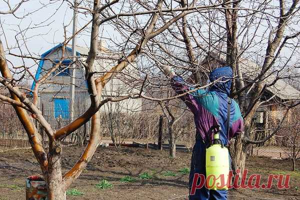 Курчавость листьев персика: лечение и профилактика