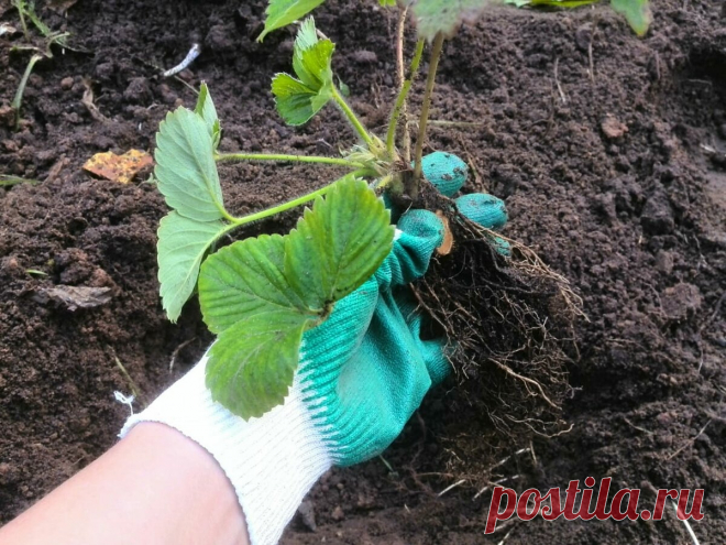 Что положить в лунку при посадке клубники осенью. Секретный способ | Дачные секреты от Виктории Радзевской | Яндекс Дзен