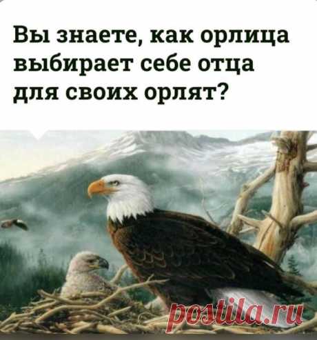 Орлица делает такую интересную вещь.