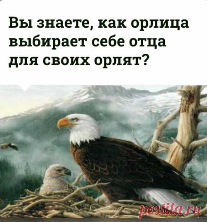 Орлица делает такую интересную вещь.
