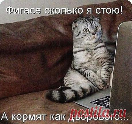 Котопост — Убойный юмор