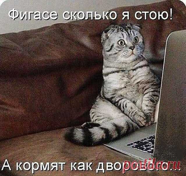 Котопост — Убойный юмор