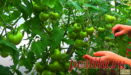 Подкармливаю свои томаты водкой, и все соседи восхищаются моим урожаем! Делюсь рецептом, который пригодится Вам в следующем году | Удачный урожай | Яндекс Дзен