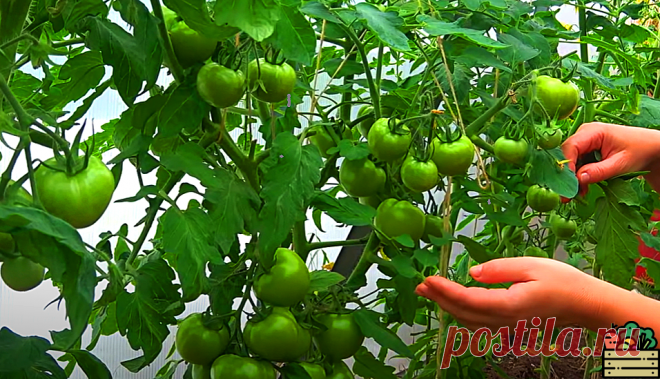 Подкармливаю свои томаты водкой, и все соседи восхищаются моим урожаем! Делюсь рецептом, который пригодится Вам в следующем году | Удачный урожай | Яндекс Дзен