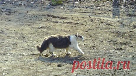 Коты всегда путешествуют налегке. Вы тоже попробуйте | 15 апреля | Сайт «Кошки–Коты» | Автор Нина Стрелкова | Кошачий календарь «Кошки каждый день» | День путешествий налегке полагается отмечать 15 апреля