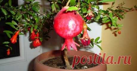 5 растений, которые легко вырастить из косточки | Все о цветоводстве | Яндекс Дзен