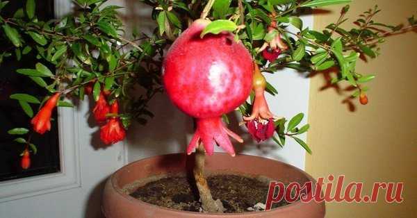 5 растений, которые легко вырастить из косточки | Все о цветоводстве | Яндекс Дзен