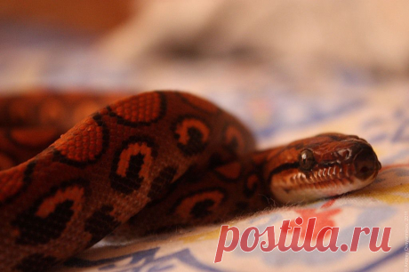 Яндекс.Фотки