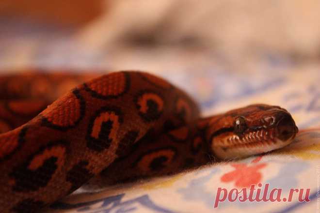 Яндекс.Фотки