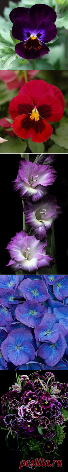 Анютины глазки, Фиолетовый and Цветок on Pinterest