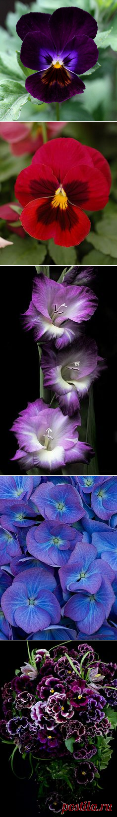 Анютины глазки, Фиолетовый and Цветок on Pinterest