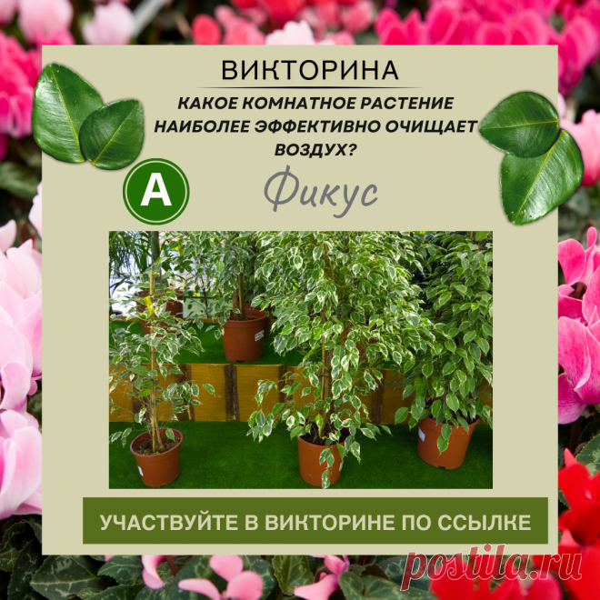Какое комнатное растение наиболее эффективно очищает воздух? - Узнайте правильный ответ в нашей викторине по ссылке