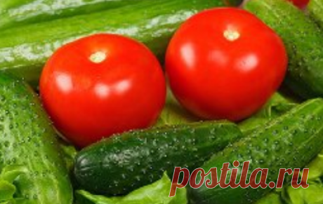 Помидоры против огурцов. | в курсе | Яндекс Дзен