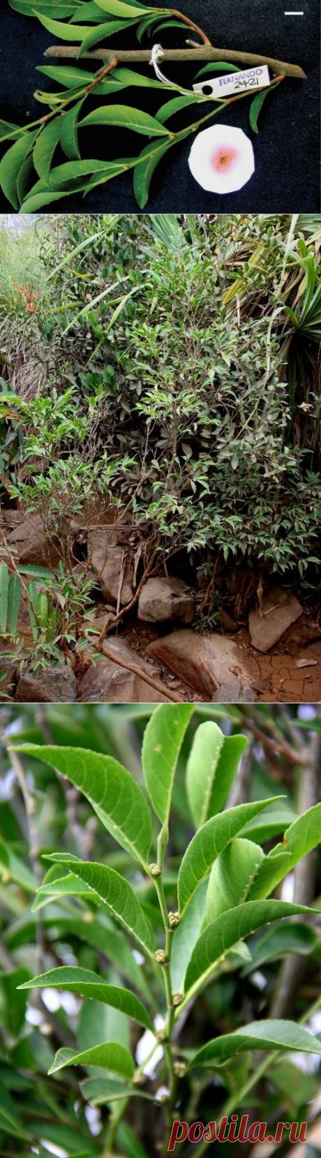 На Филиппинах обнаружили растение, которое питается металлом