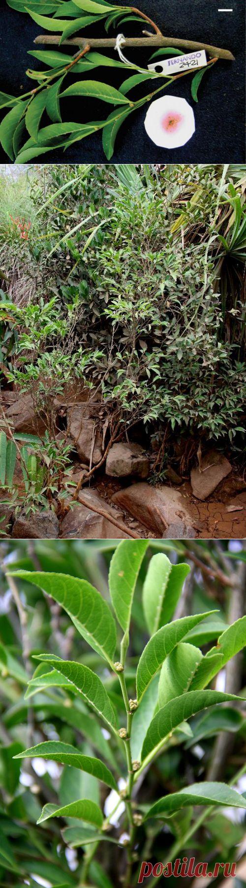 На Филиппинах обнаружили растение, которое питается металлом