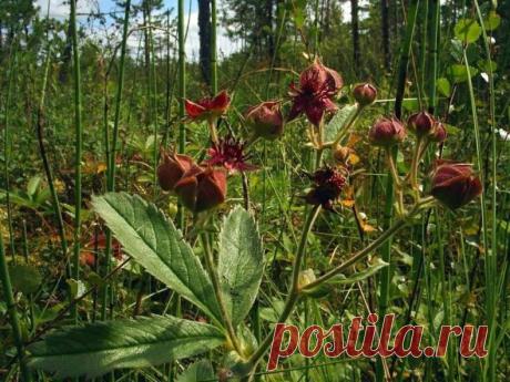 ИНТЕРЕСНОЕ ПРО САБЕЛЬНИК 
 
На Чукотке его называют "нутасай" - земляной чай. Якуты и ненцы убеждены, что сабельник - самое лучшее средство для укрепления здоровья, предохранения и лечения рака. 
А в Сибири считают, что сабельник способен поставить на ноги безнадежных ревматиков, утративших даже способность самостоятельно передвигаться. 
 
В первые дни приёма сабельника возможно обострение болезни, но быстро проходит и не нужно этого пугаться. 
 
Курс лечения - 1-1,5 месяц...