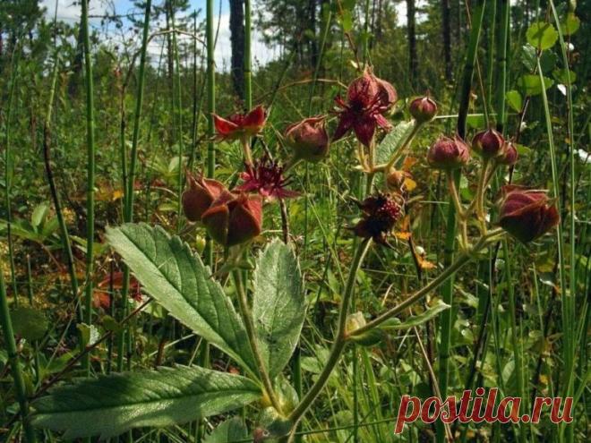 ИНТЕРЕСНОЕ ПРО САБЕЛЬНИК 
 
На Чукотке его называют 