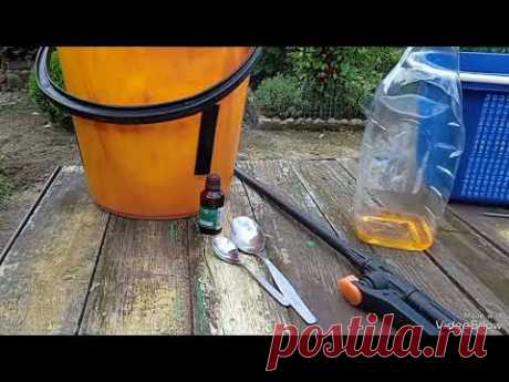 Против фитофторы подключается аптека