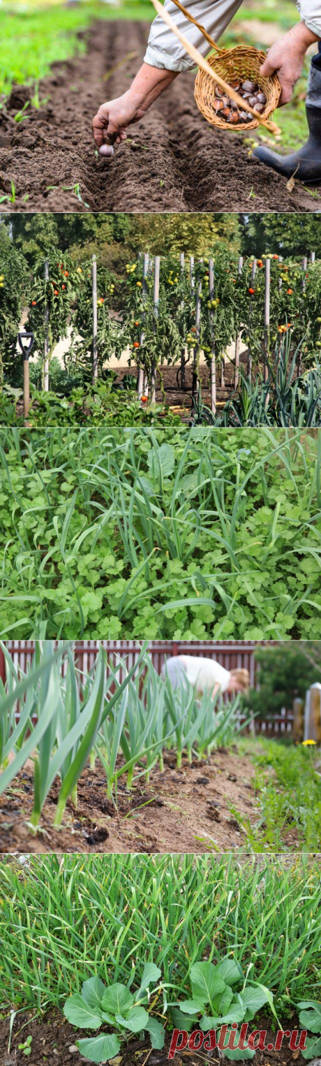 Что можно посадить рядом с чесноком – выбираем правильных соседей по грядке