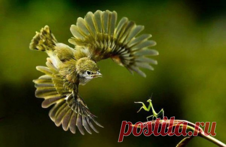 Фотографии животных, сделанные в самый подходящий момент » ОКО ПЛАНЕТЫ информационно-аналитический портал