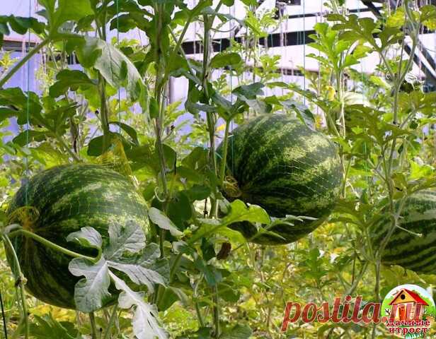 КАК УХАЖИВАТЬ ЗА ТЕПЛИЧНЫМИ АРБУЗАМИ

Растить арбузы в теплице не труднее, чем огурцы. Арбуз - растение засухоустойчивое, поливать его следует умеренно. Он любит не полив, а рыхление. Поэтому рыхлить почву под арбузами надо еженедельно, но не глубоко, чтобы не повредить корневую систему.

Наибольшая потребность во влаге у него в начальный период после посадки и в момент начального роста завязей. Как только произойдет оплодотворение, арбузики начнут быстро расти. В этот мом...