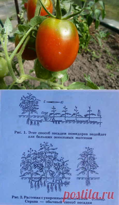 Выращивание томатов по Маслову