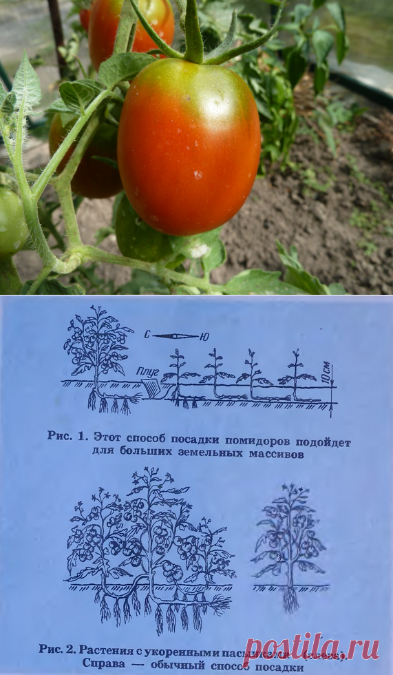 Выращивание томатов по Маслову