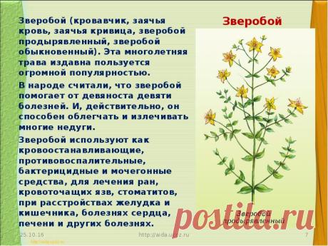 зверобой: 10 тыс изображений найдено в Яндекс.Картинках