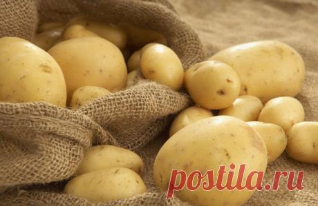 Необычные способы посадки картофеля—в бочку,мешок,под солому.