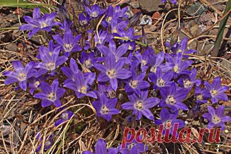 Комнатная бродиэя — роскошные синие акценты в интерьере. Виды. Уход в домашних условиях — Ботаничка.ru