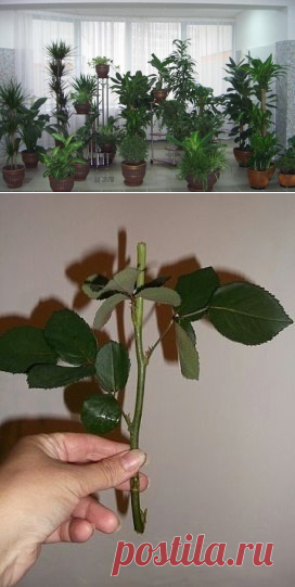 (7) Одноклассники