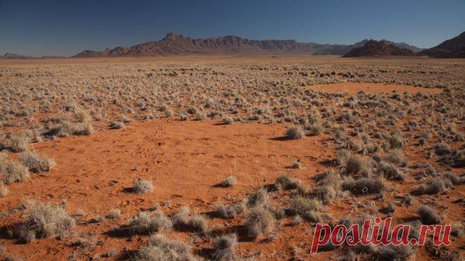 “Волшебным кругам” в Намибии найдено новое объяснение | Чёрт побери Новая научная теория готова дать объяснение одному из самых загадочных явлений природы - так называемым 