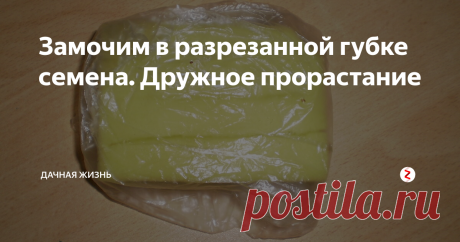 Замочим в разрезанной губке семена. Дружное прорастание Недавно я узнала о новом способе замачивания семян разных сортов. Данный способ покорил мое сердце сразу. Мне он показался очень удобным. Кто-то привык замачивать семена в тряпочках, но с появлением разных предметов быта стало больше возможностей придумать новые способы для прорастания семенного материала. Как можно замочить семена различных сортов?